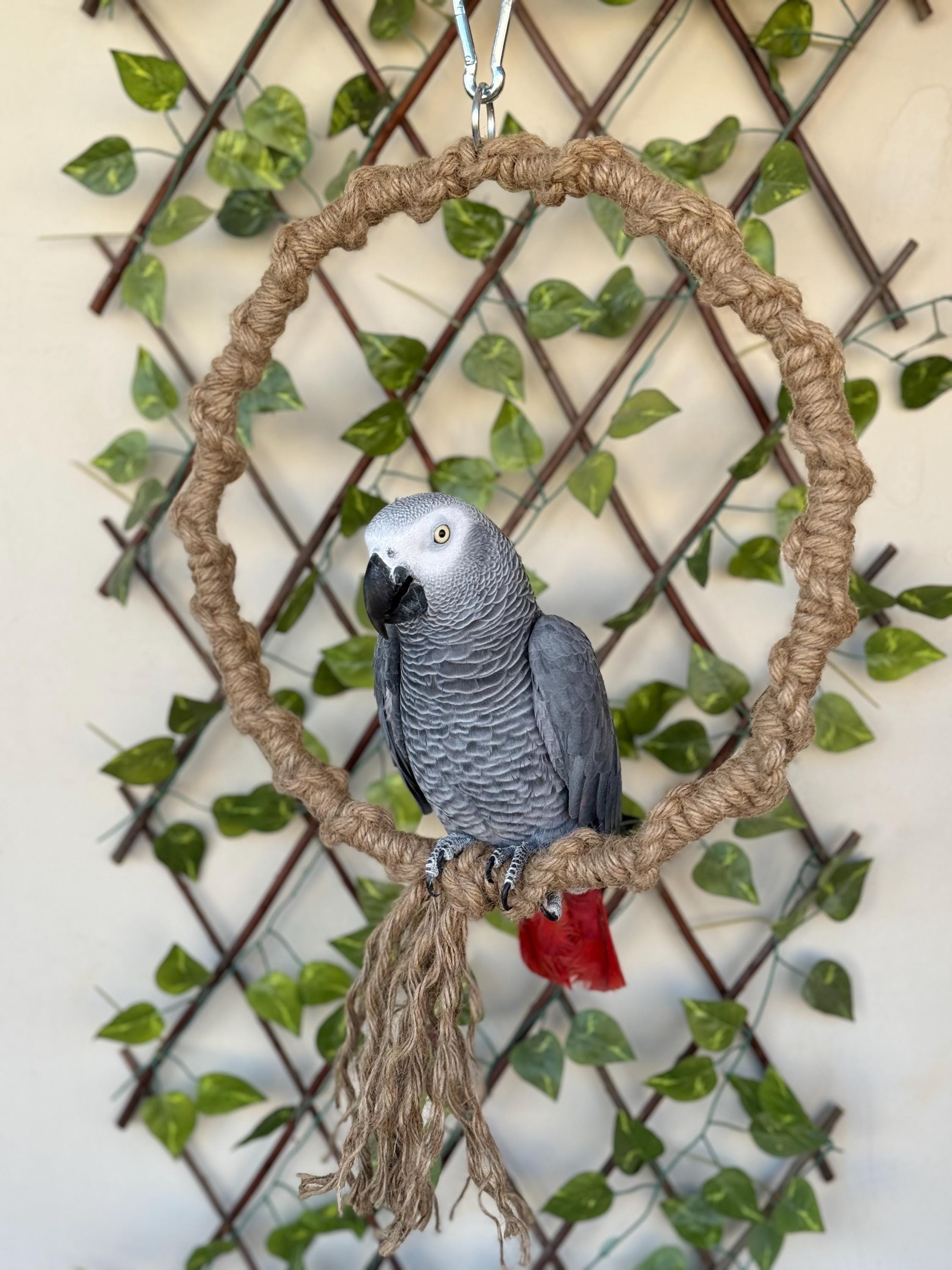 Macaw swing sales
