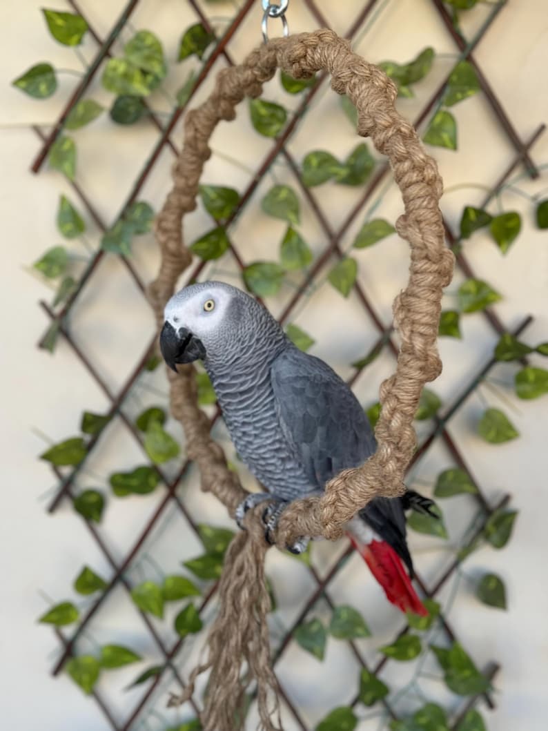 Photo inspiration: Fresh Look at Large Parrot Swing Durable Bird Rope Ring Play Perch