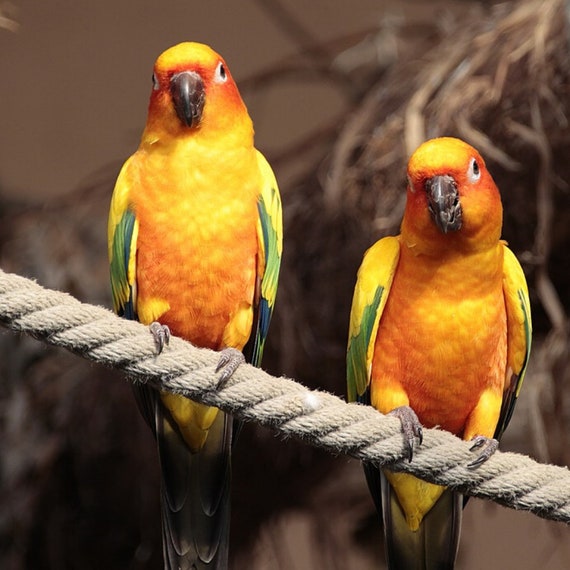 rope perches for parrots