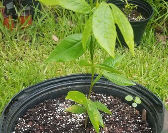 6/"-10/" Ice Cream Bean Plant Tree Seedlings Inga Edula FROM HAWAII