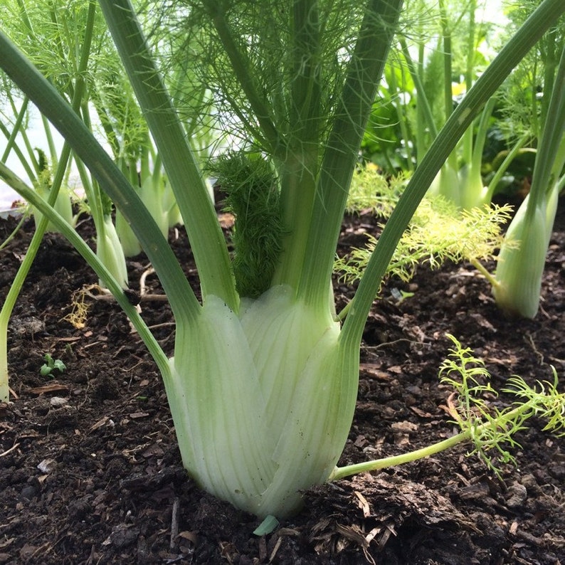 Florence Fennel Heirloom Herb Seeds Non Gmo Organic Etsy