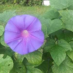 Grandpa Ott Morning Glory Seeds Southern Beauty Flower