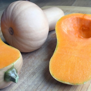 Waltham Heirloom Winter Butternut Squash 25, 50 Seeds Organic NonGMO