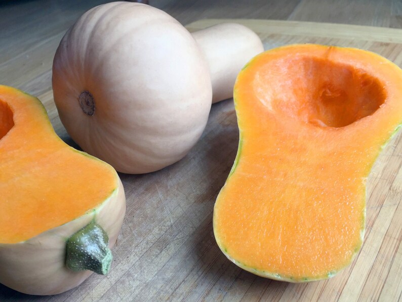 Waltham Heirloom Winter Butternut Squash 25 50 Seeds Organic Etsy