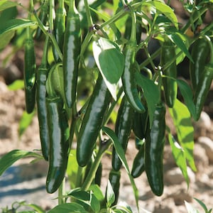 Serrano Chili Pepper Heirloom Organic 25, 50 Seeds Pack