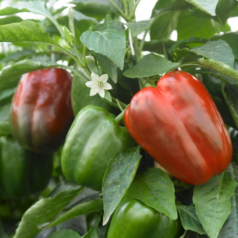 California Wonder Red Bell Pepper 50 Seeds Etsy
