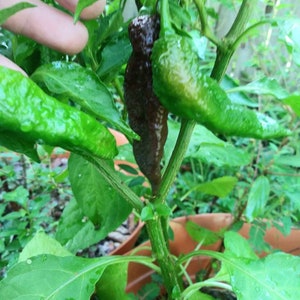 Chocolate Naga Viper Seeds Chocolate Ghost Pepper