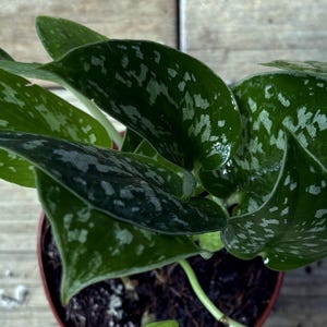 May include: A Scindapsus pictus plant in a small brown plastic pot. The plant features heart-shaped, dark green leaves with irregular, shimmering silver-grey variegation and spots across the surface, growing from a central soil base.