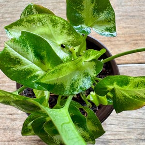 May include: A potted plant with green and white variegated leaves. The leaves are large and have a heart shape. The plant is in a brown pot.