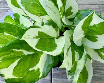 Pothos Epipremnum Aureum " N'joy " (4in) - Indoor / Outdoor Houseplant