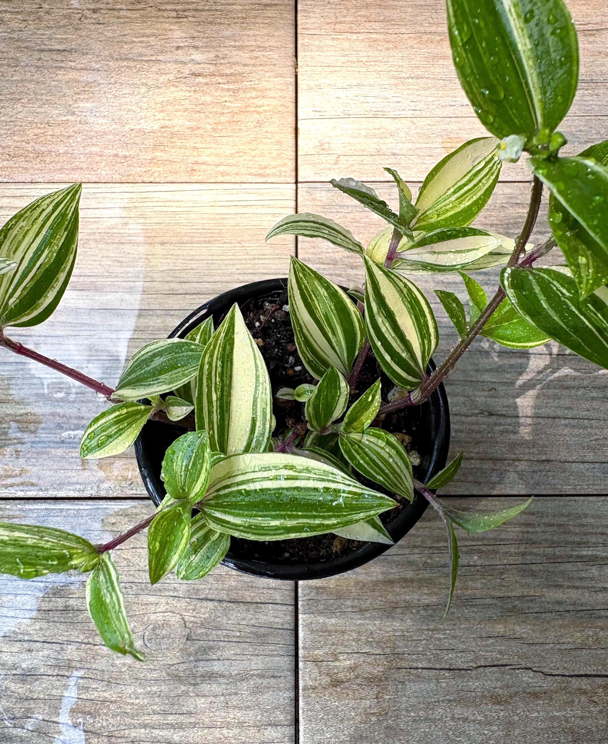 Tradescantia panachée « Blanc pistache » (4 po.) - Plante d'intérieur