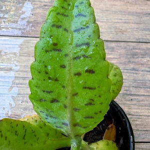 May include: A vibrant green succulent leaf with serrated edges and dark brown spots, featuring a glossy texture with visible water droplets. The leaf is attached to a central stem emerging from a black plastic pot filled with dark potting soil.