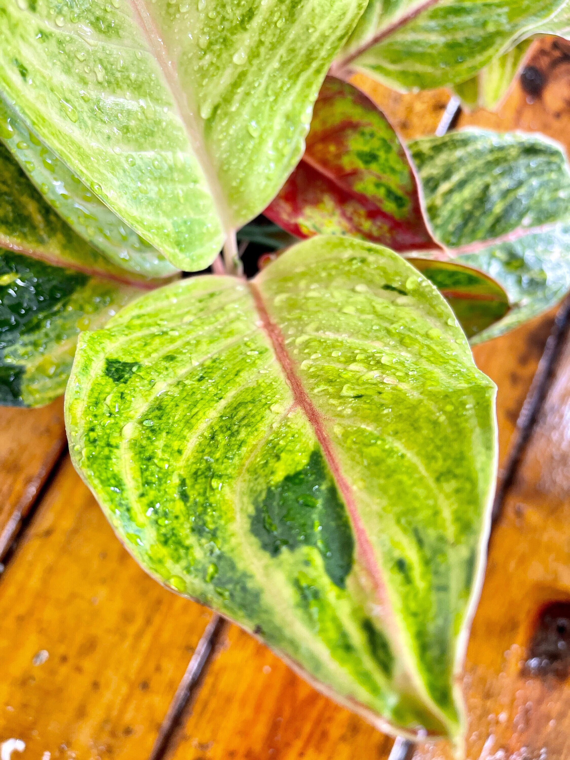 Aglaonema Golden Papaya Rare 4in Indoor Etsy