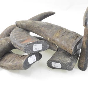 solid buffalo horn tip, water buffalo, 250Grams min, 399 Grams max.