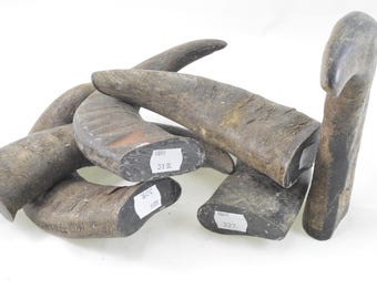 Sezione della punta in corno di bufalo, senza vuoti (solido, 250 g - 399 g)