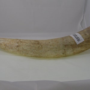 Corne de bovin Watussi de 60 à 90 cm de long