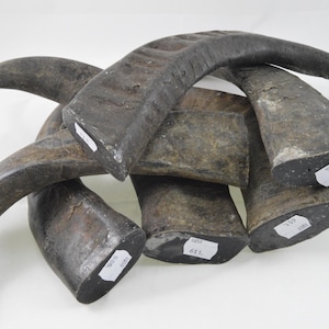 solid water buffalo horn tips, 500 - 699g