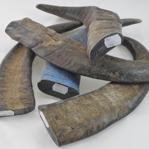 Section de pointe de corne de buffle sans vide (lourde, solide, solide, 400 g - 499 g.)