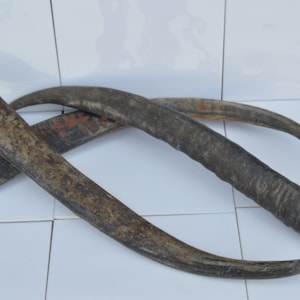 water buffalo horn 60 to 75 cm / water buffalo horn 24 - 30 inches