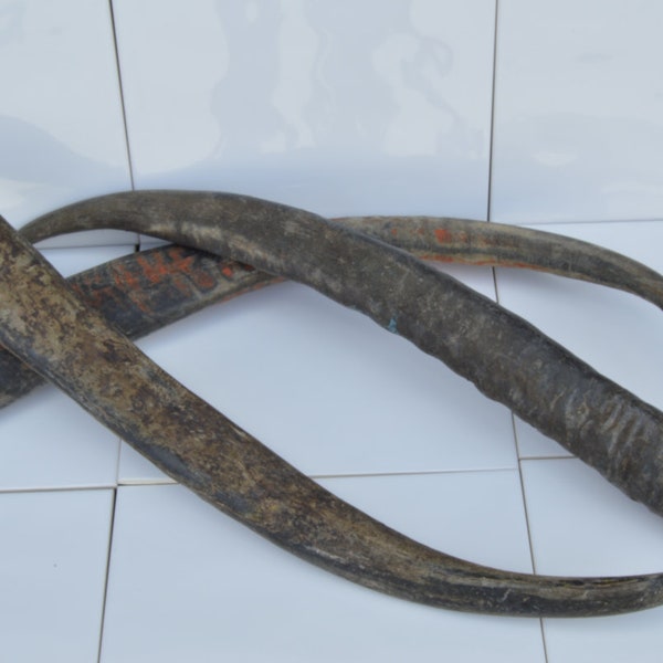 Water buffalo horn 60 to 75 cm / water buffalo horn 24 - 30 inches