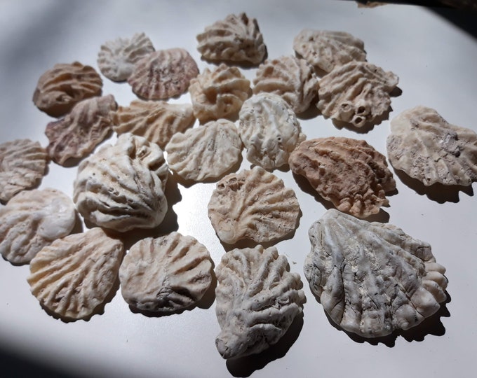 Kitten Paw Seashells Small Natural Little Seashells Bulk - Etsy