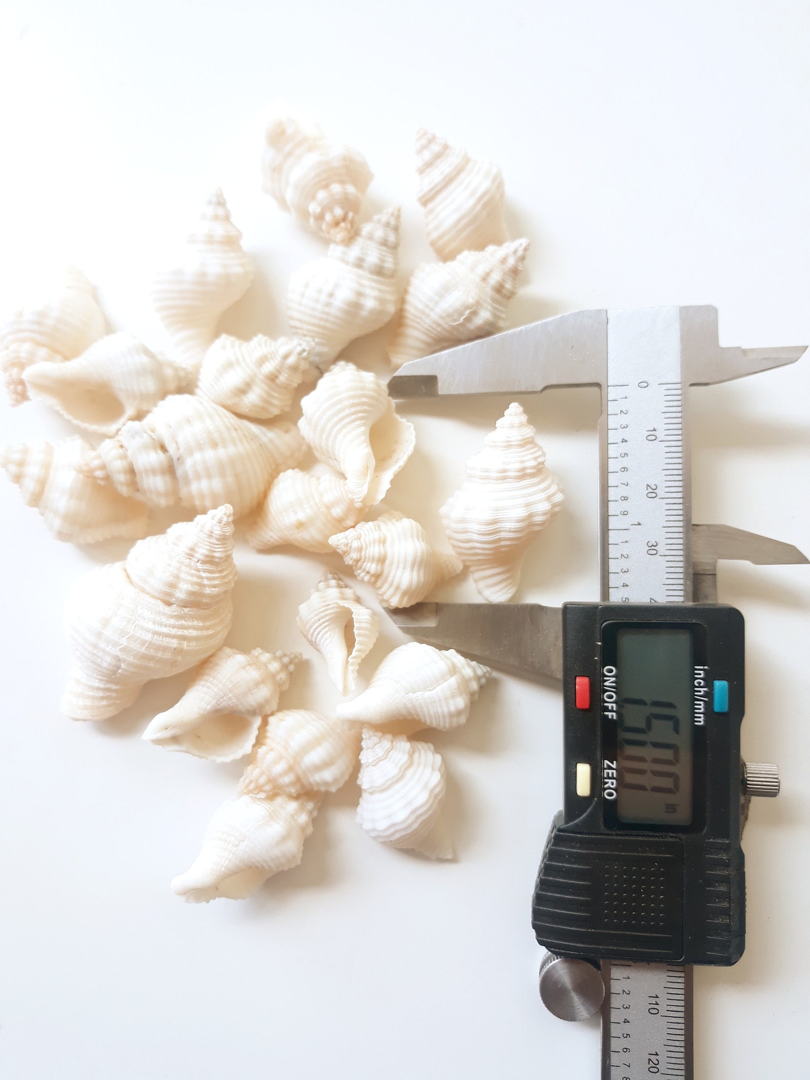 Oyster Drill Seashell 10 Pieces Hand Collected in Mexico Etsy