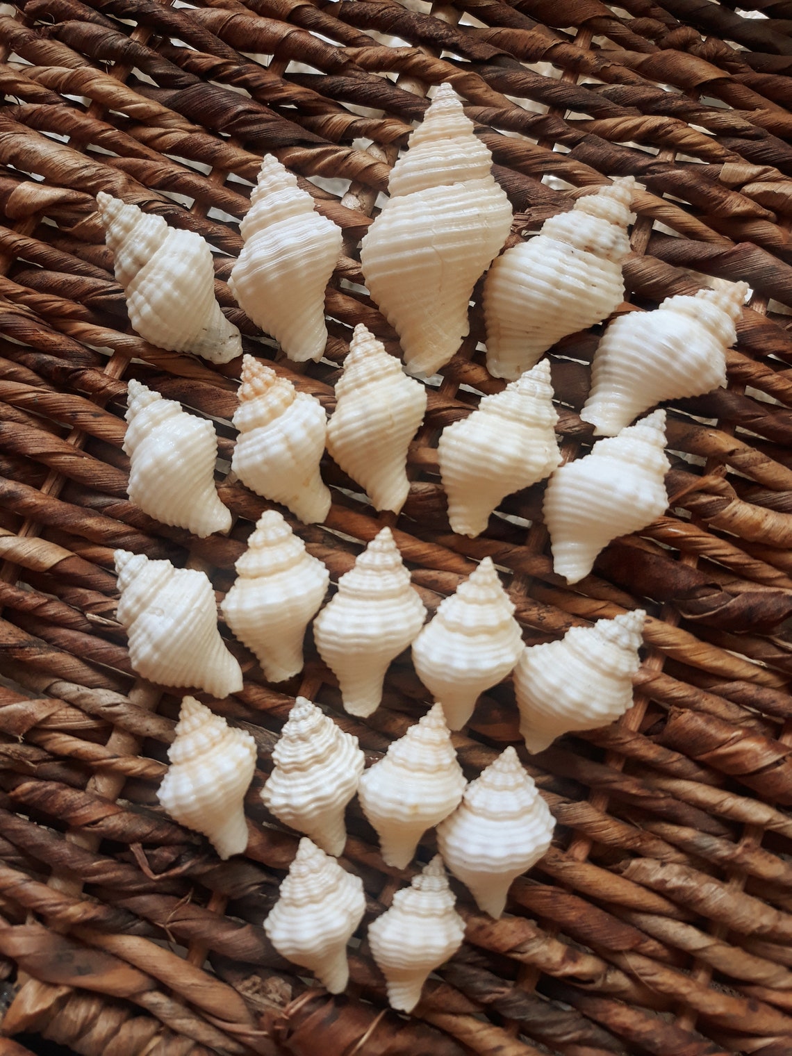 Oyster Drill Seashell 10 Pieces Hand Collected in Mexico Etsy