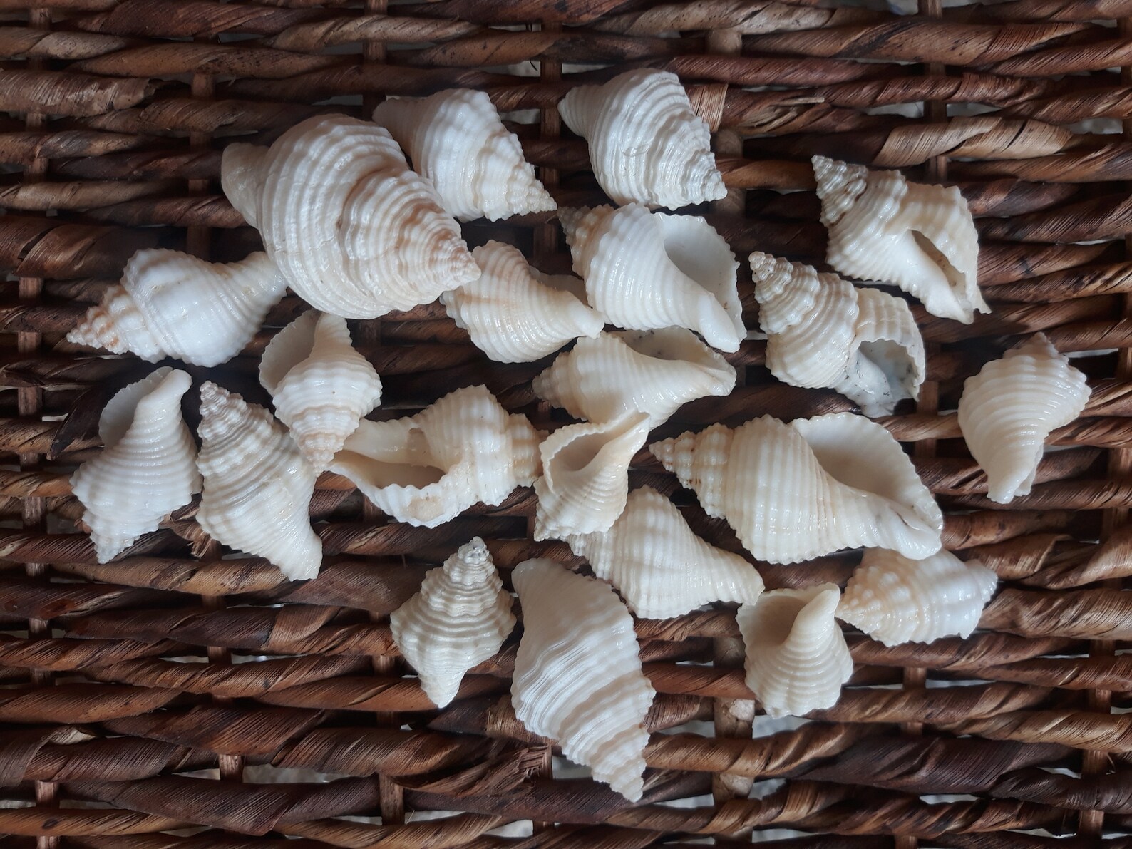 Oyster Drill Seashell 10 Pieces Hand Collected in Mexico Etsy