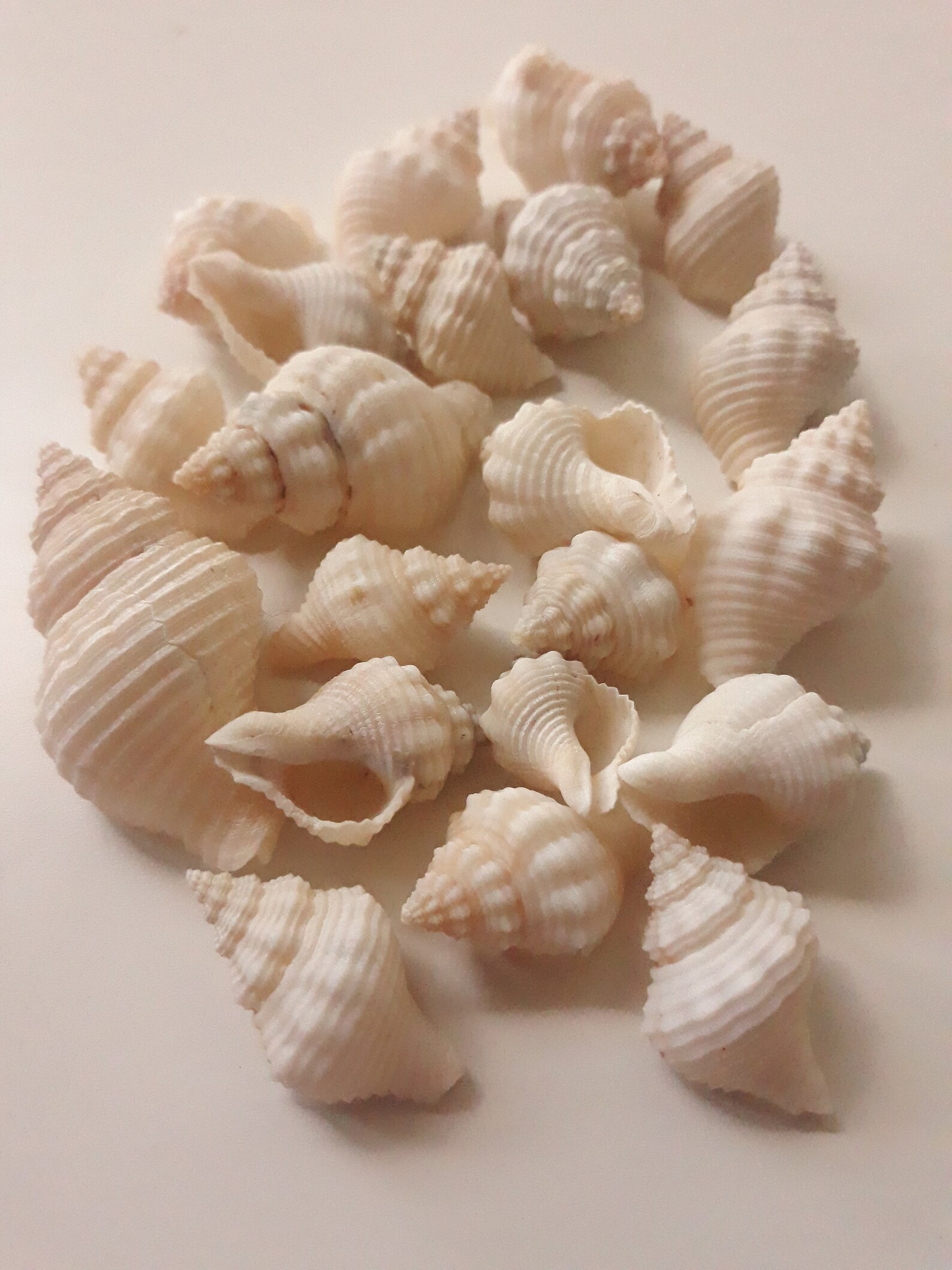 Oyster Drill Seashell 10 Pieces Hand Collected in Mexico Etsy