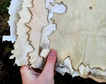 Tea-Aged Burnt Edge Paper / RPG / TTRPG Supplies / Aged Paper / Coffee aged paper / Role playing / game master gifts / Cosplay