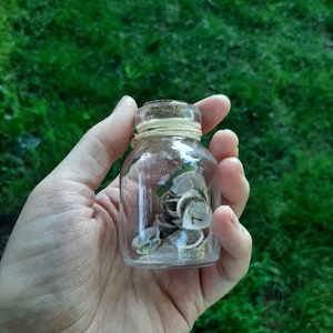 Shell Runes Iridescent Shell Runes / Runes in a Jar / Shell Runes / Elder Futhark ...