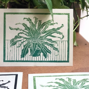Birds Nest Fern Print