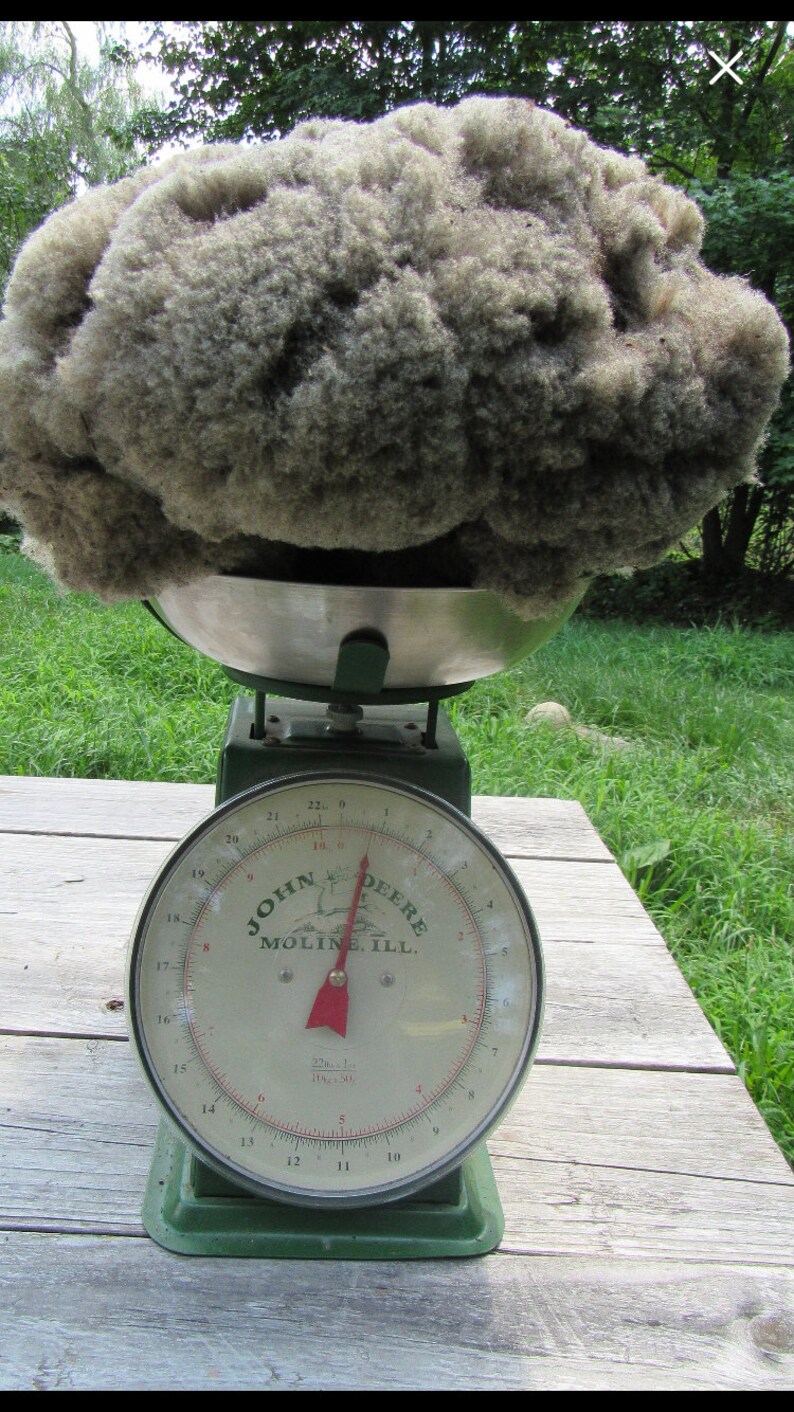 Sheep Wool Brown Raw wool babydoll Etsy