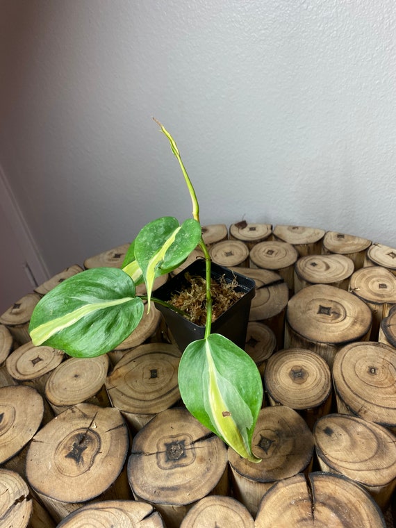 Philodendron Cream Splash Etsy