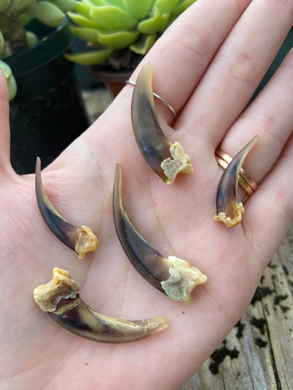 2 Badger Claws Etsy