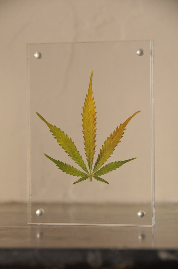 Feuille De Chanvre Cannabis Encadree Real Cannabis Leaf Etsy