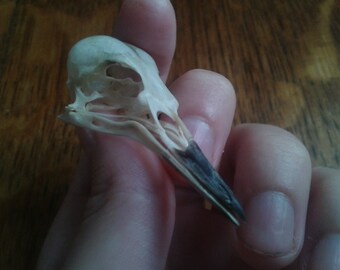 Sparrow Bird Skull Replica in Jet Black Taxidermy Study Unusual Halloween Prop