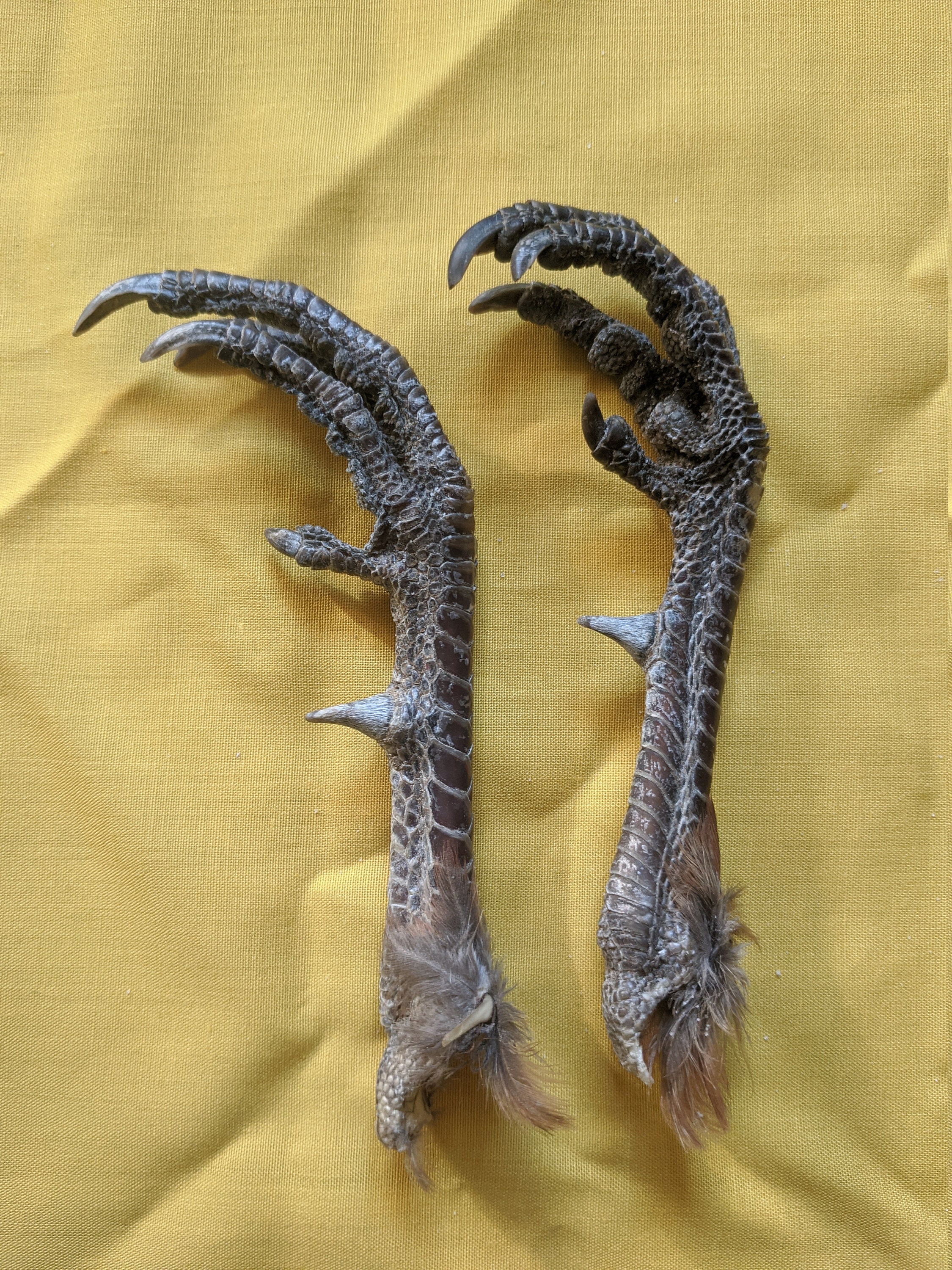 Pheasant Feet Phasianus colchicus PHE022225 Etsy