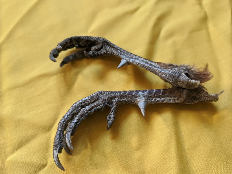Pheasant Feet Phasianus colchicus PHE022225 Etsy