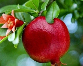 Parfianka Pomegranate Tree (Best Tasting per taste trials)