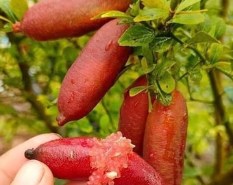 Red Finger Lime Tree Cavier Australian Finger