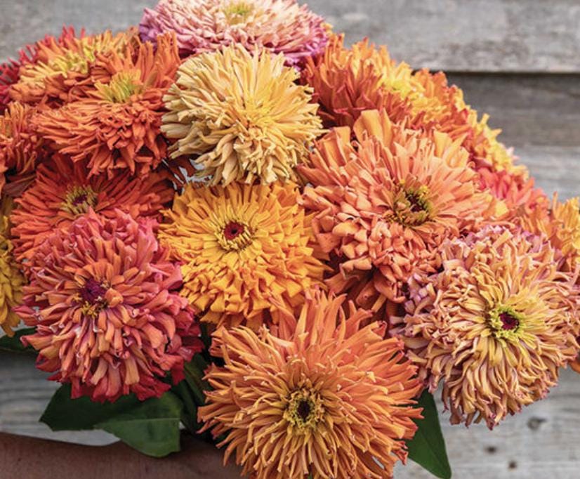NEW 2025 Agave Zinnia Seeds - 25 Seeds - Etsy NEW 2025 Agave Zinnia Seeds - 25 Seeds - Etsy