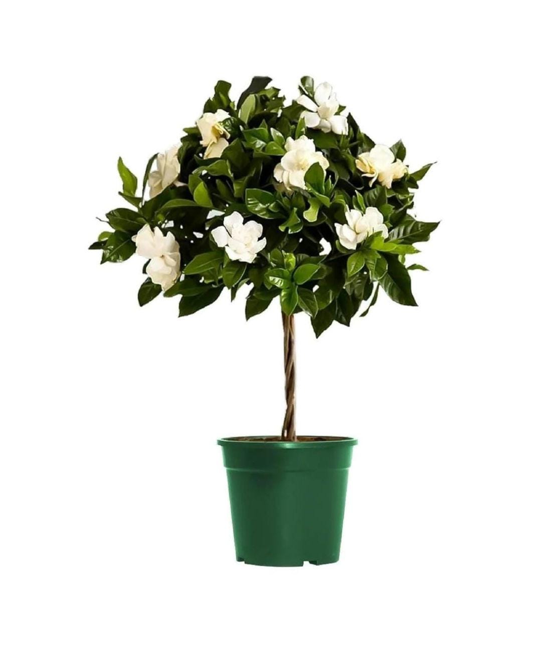 Gardenia Tree -  2.5 gallon