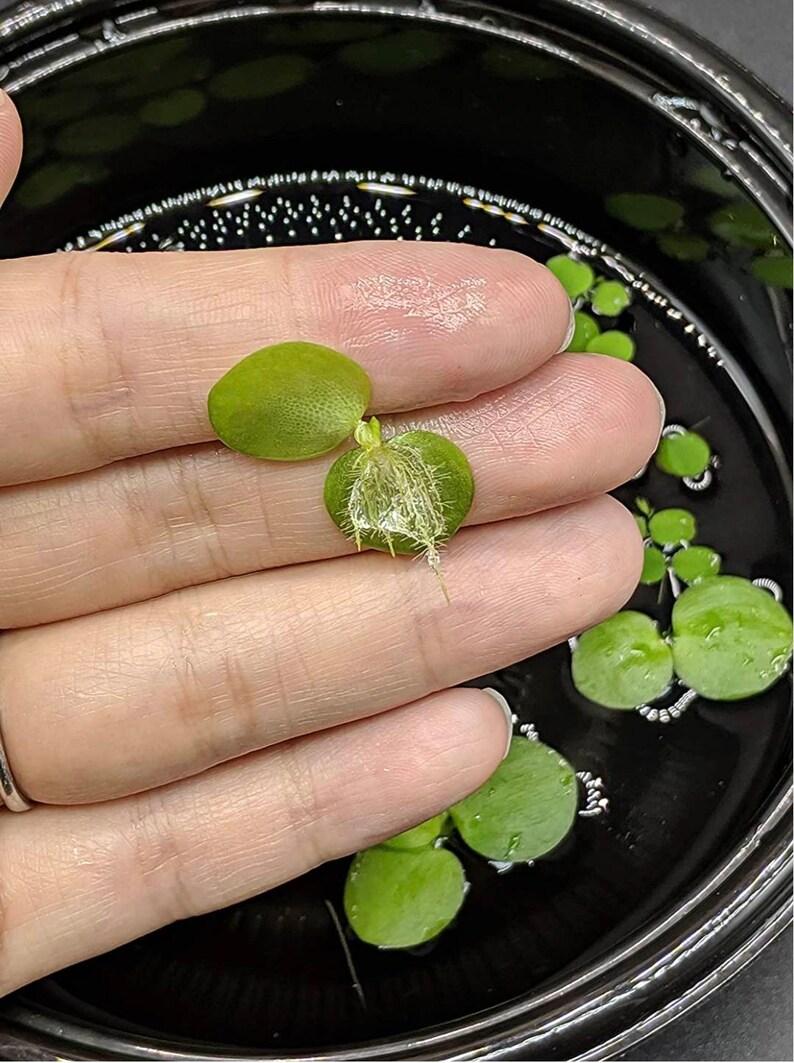 Frogbits & Water Spangle Aquatic Plant - Etsy