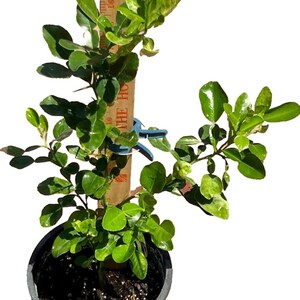 36&quot;+  Kaffir Lime Tree, Makrut Lime Thai Lime Tree; Fruit bearing age 5+ years old