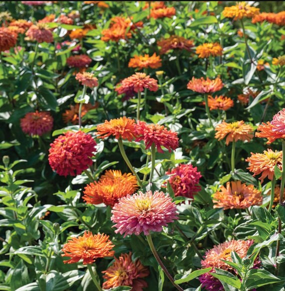 Biancalani 花瓶☆SALE SAB-A1830.01.jpg