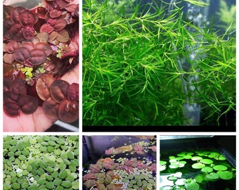 8 Floating Plants: Red Root, Mini/Reg duckweed, Salvina, Frogbit & guppy grass, hornwort n pennywort