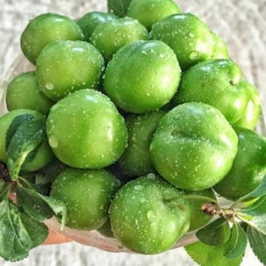 2025 Świeże zielone śliwki wiśniowe 5 funtów (śliwki kwaśne) Karaz Greengage, Janerik