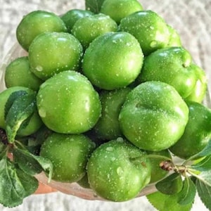 Fresh Green Sour Plums 10 lbs Karaz Greengage, Janerik