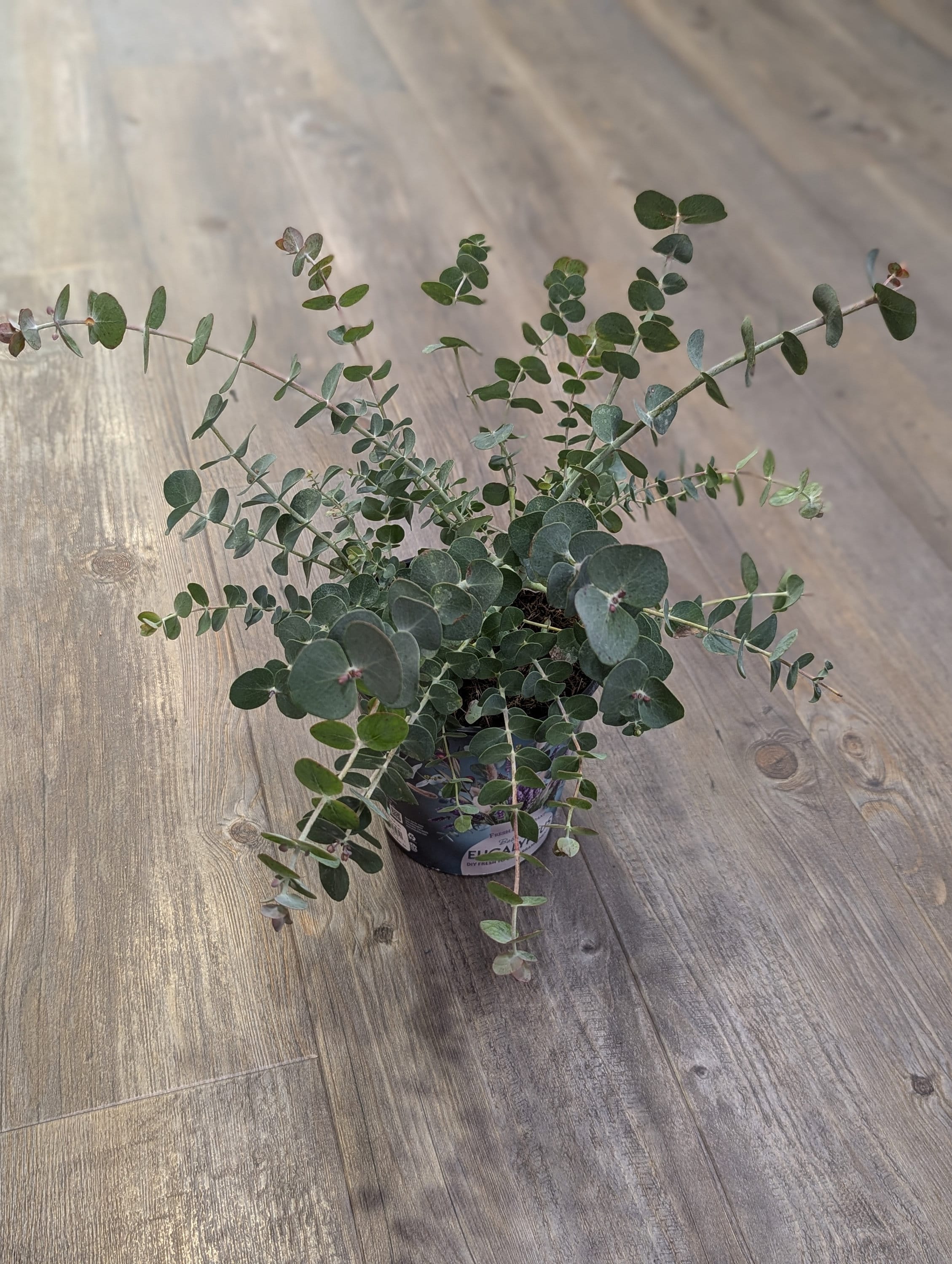 LIVE Baby Blue Eucalyptus Plant, Small Tree 24"+, therapeutic fragrance